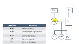 8º exercício de genéticadaltonismo [upl. by Nahtad]