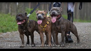 Staffordshire Bull Terrier  leash walking [upl. by Wailoo286]