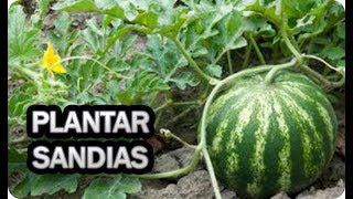 Como Plantar Sandias En El Huerto  Cultivar Ecológico  La Huertina De Toni [upl. by Jerald]