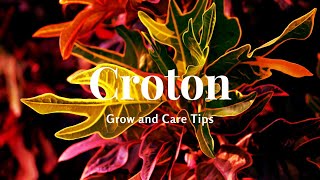 Croton Grow and Care Tips [upl. by Holt]