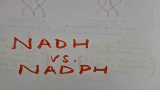 The powerhouses of metabolism NADH amp NADPH nadh coenzyme [upl. by Llennahs]