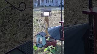 Titmice chilling and chirping birds birdwatching birdenthusiast [upl. by Talya829]