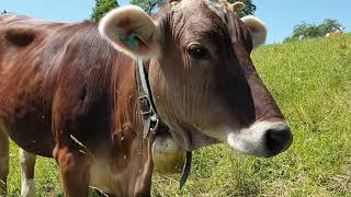 Bauernhoftiere für Kinder mit Naturgeräuschen  Kühe Schafe Pferde Hühner [upl. by Farica]