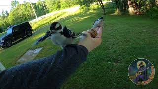 Mr Hairy Woodpecker and Offspring June162024 [upl. by Silsbye143]