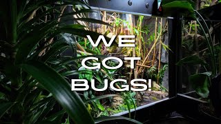 Building the ultimate Bioactive Vivarium with a MASSIVE amount of insect life  THE UNBOXING [upl. by Antoni]