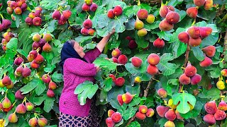 Harvesting Lots of Large Fresh Figs and Making Jam for the Winter [upl. by Danforth120]