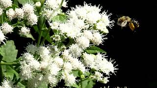 Flowering Plant Video Library Boneset Eupatorium perfoliatum [upl. by Seften889]