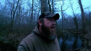 Beaver Trapping In Shallow Water beavertrapping trapper [upl. by Daisie]