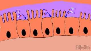 Mechanism of cholera toxin [upl. by Cirdek]