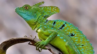 Шлемоносный василиск лат Basiliscus basiliscus [upl. by Cody]