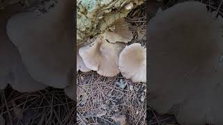 Comment Reconnaître le Pleurote Anti Cholestérol  How Recognize Oyster Mushroom Anti Cholesterol [upl. by Olshausen669]