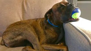 Boxer That Will Make You Laugh Out Loud  Ultimate Boxer Dog Compilation [upl. by Sucramed691]