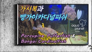 아쿠아플라넷 여수𝑨𝒒𝒖𝒂 𝑷𝒍𝒂𝒏𝒆𝒕 𝒀𝒆𝒐𝒔𝒖  가시복과 벵가이카디널피쉬𝑷𝒐𝒓𝒄𝒖𝒑𝒊𝒏𝒆 𝑷𝒖𝒇𝒇𝒆𝒓 amp 𝑩𝒂𝒏𝒈𝒂𝒊 𝑪𝒂𝒓𝒅𝒊𝒏𝒂𝒍𝒇𝒊𝒔𝒉 𝟮𝟬𝟮𝟰 𝟬𝟵 𝟭𝟳 [upl. by Ydda]