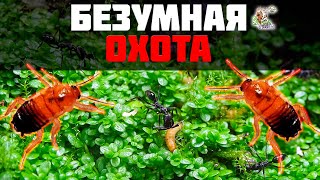 БЕЗУМНАЯ ОХОТА в природном формикарии ● Odontomachus bauri [upl. by Ennairda261]