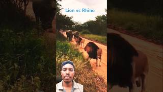 Lion also frightened to Rhinos😲😲😲🦏🦏🦏 lion rhinos shorts [upl. by Favien195]