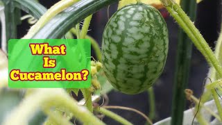 What Is Cucamelon Fruit [upl. by Cyb]