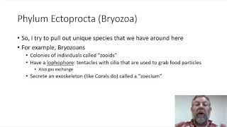 Zoology Lab 08  Bryozoans [upl. by Shafer699]