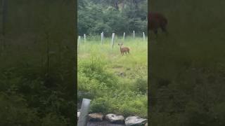 Beautiful Buck Spotted by Nature Trail Stream near Hershey Pennsylvania deer animals [upl. by Yrahca]