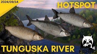 Lower Tunguska River HOTSPOT Russian Fishing 4 [upl. by Allerim]