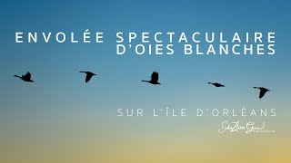 ENVOLÉE SPECTACULAIRE DOIES BLANCHES  ILE DORLÉANS [upl. by Walt853]