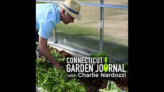 Connecticut Garden Journal Time to bring some herbs indoors [upl. by Mercer]