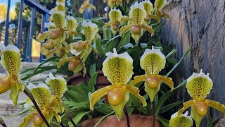 Orquideas Paphiopedilum de Ca la Maria 🪷 [upl. by Bradwell473]