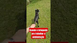 Tratamento de filhote de canecorso adestramentodecaes cãoadestrado filhotes [upl. by Matthia]