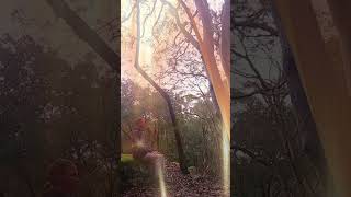 Breathing Circle with Nature  Holistic Healing Tree Healing  Discrete Qigong Meditation Zhineng [upl. by Strephonn]