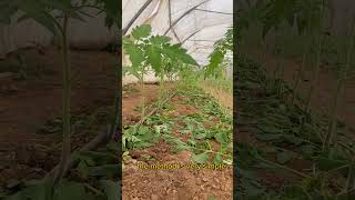 Tomato pruning time and growing tips garderning tomato garding tomatoplants farming viral [upl. by Varden]