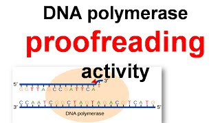 DNA polymerase proofreading [upl. by Cherri]