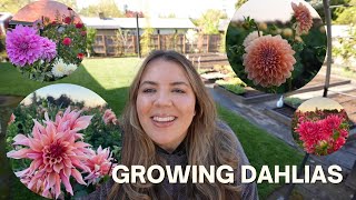 Planting Dahlias 2023 A Full Dahlia Growing Guide 🌸🌿💞 [upl. by Rona428]