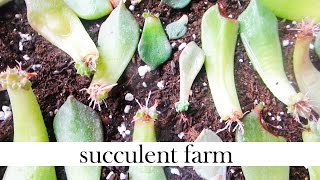 How To Propagate Succulents Like A BOSS [upl. by Ylil453]