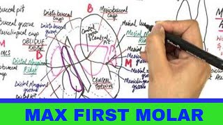 Maxillary Permanent First Molar  Tooth Morphology [upl. by Nannarb]