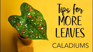 Caladiums Tips for more leaves [upl. by Grania]