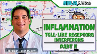 Immunology  Inflammation Toll Like Receptors and Interferons Part 4 [upl. by Ninnette571]