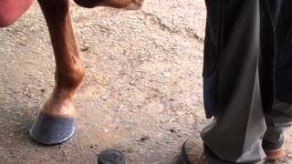 Farrier Clinching Process with Mike Chance APF CJF [upl. by Adnarram683]