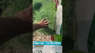 RATAN11 जीरा कम मेहनत ज़्यादा मुनाफा क्यों चुनें रतन11 cuminseeds deepakbioseeds [upl. by Nivej]