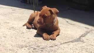 American Pitbull Terrier Red Nose 2 meses [upl. by Allehcim]