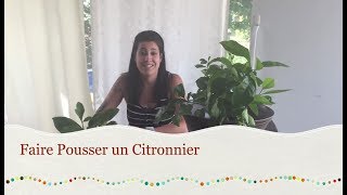 Faire Pousser un Citronnier [upl. by Atig]