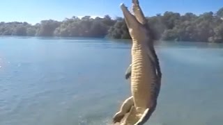 Largest Crocodile Jumping for meal  Alligator Jumps to attack Viral Video 2015 [upl. by Cataldo]