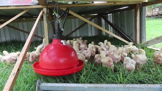 Pastured poultry in North Dakota [upl. by Ahsya]