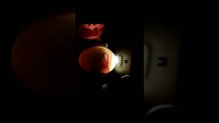 CANDLING CHICKEN EGGS DAY 15 Viral Shorts [upl. by Ttenaj]