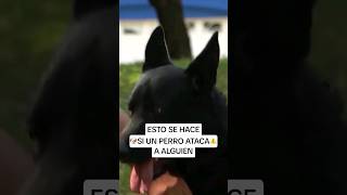 Esto se hace si un perro ataca a alguien [upl. by Amak753]