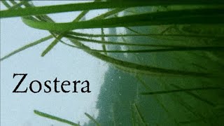 Zostera Documentary [upl. by Inilam746]