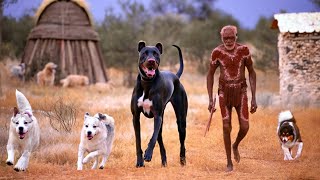 10 Existing Australian Dog Breeds [upl. by Aleafar]