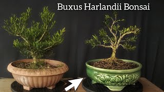 Langkah Awal Membentuk Bonsai Buxus [upl. by Marybelle]