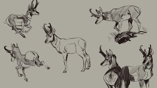 Artkitty draws  Procreate Pronghorn studies [upl. by Anivlac142]