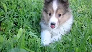 Sheltie puppies  8 weeks litter I [upl. by Amaty]