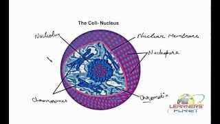 LabellingNucleus [upl. by Nnave248]