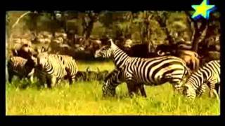 Zebras escapes Predators [upl. by Lyon]